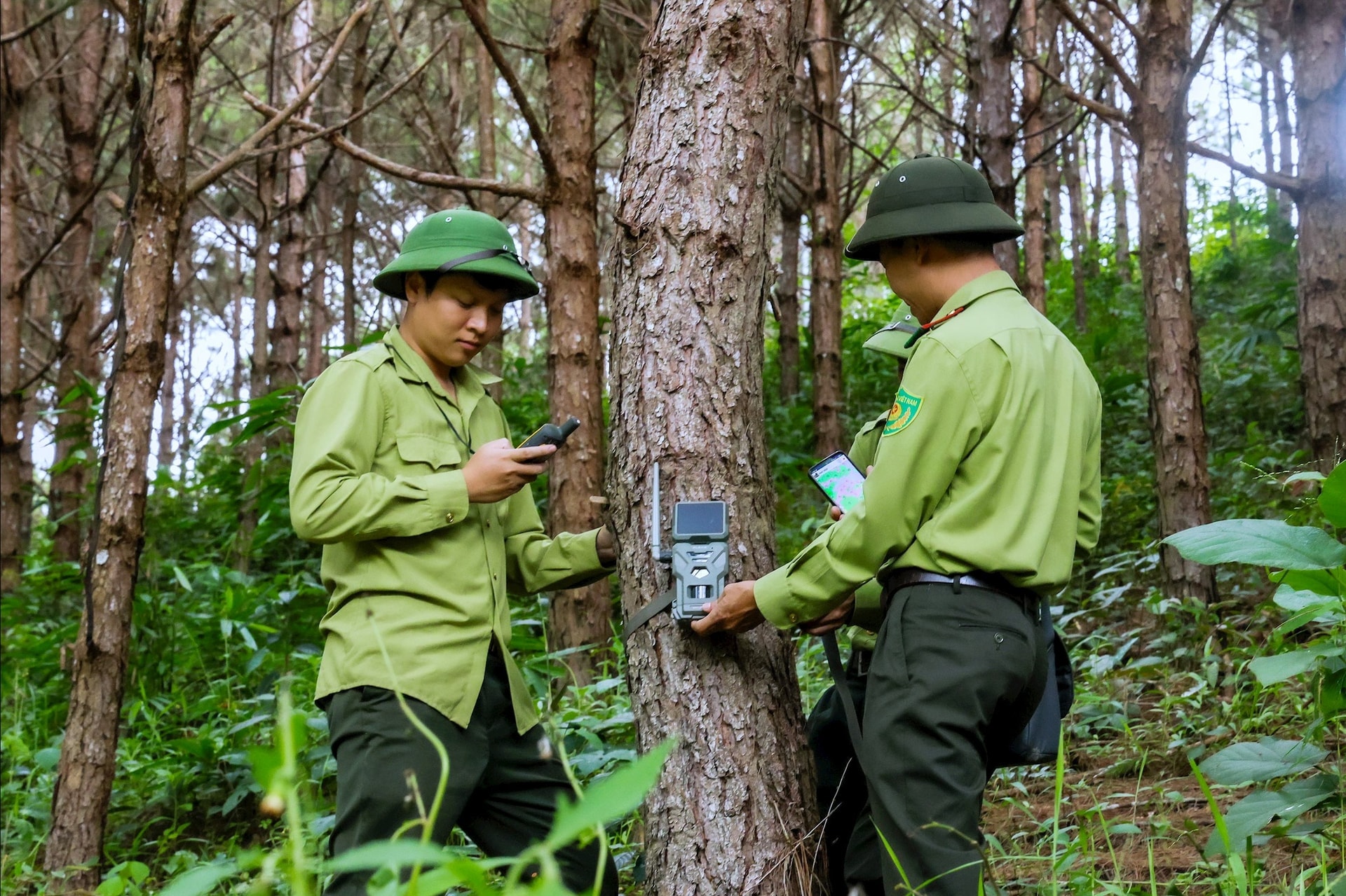 Công nghệ số hỗ trợ Quảng Trị giám sát, bảo vệ rừng chặt chẽ