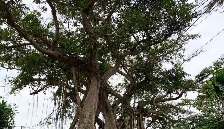 Hải Phòng: Đa cổ thụ hơn 200 năm tuổi được công nhận Cây Di sản Việt Nam