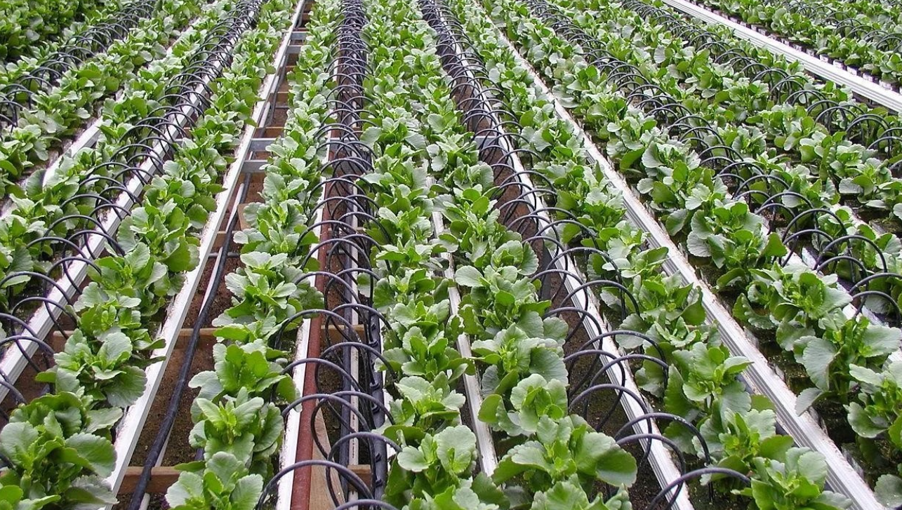 Ninh Bình: Ứng dụng công nghệ, tạo động lực mới cho ngành nông nghiệp