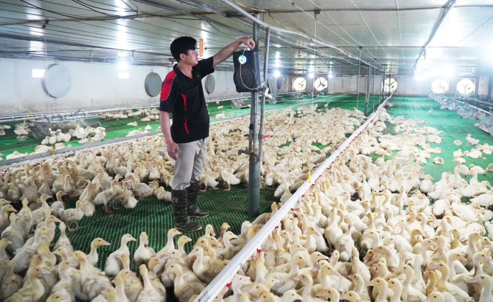 Tập trung phòng tránh dịch bệnh trên đàn vật nuôi giai đoạn chuyển mùa