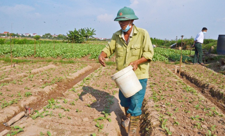 Cao Bằng: Phấn đấu gieo trồng trên 8.000 ha cây vụ đông