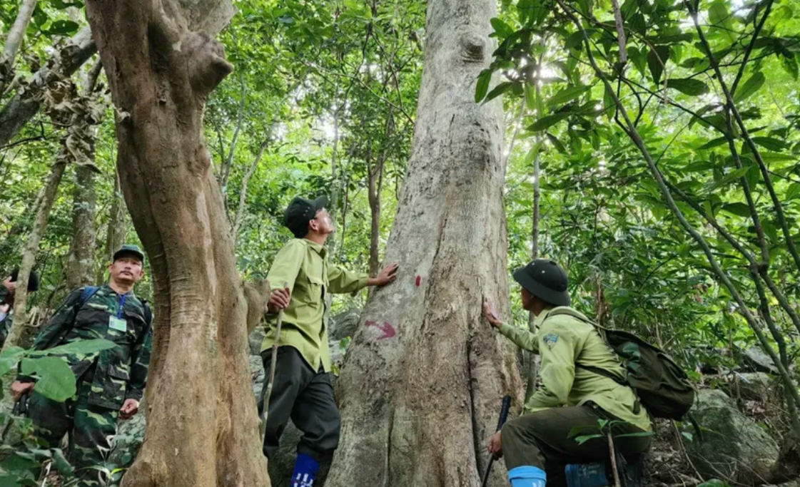 Cao Bằng: Siết chặt quản lý, bảo vệ “tài nguyên xanh”