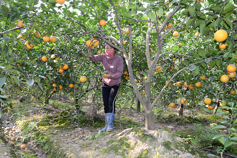 Quảng Trị: Áp dụng IPHM, hướng tới nền nông nghiệp thông minh