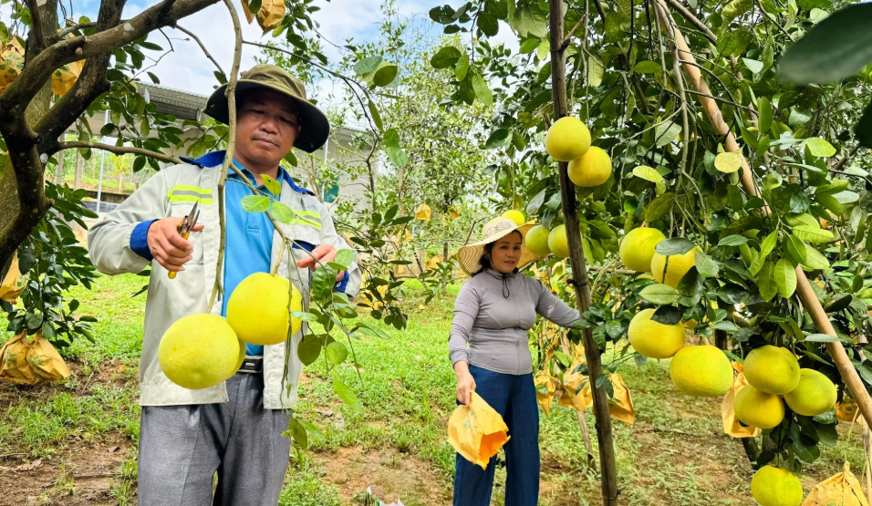 Mường Lạn: Hiệu quả kinh tế cao nhờ chuyển đổi cơ cấu cây trồng