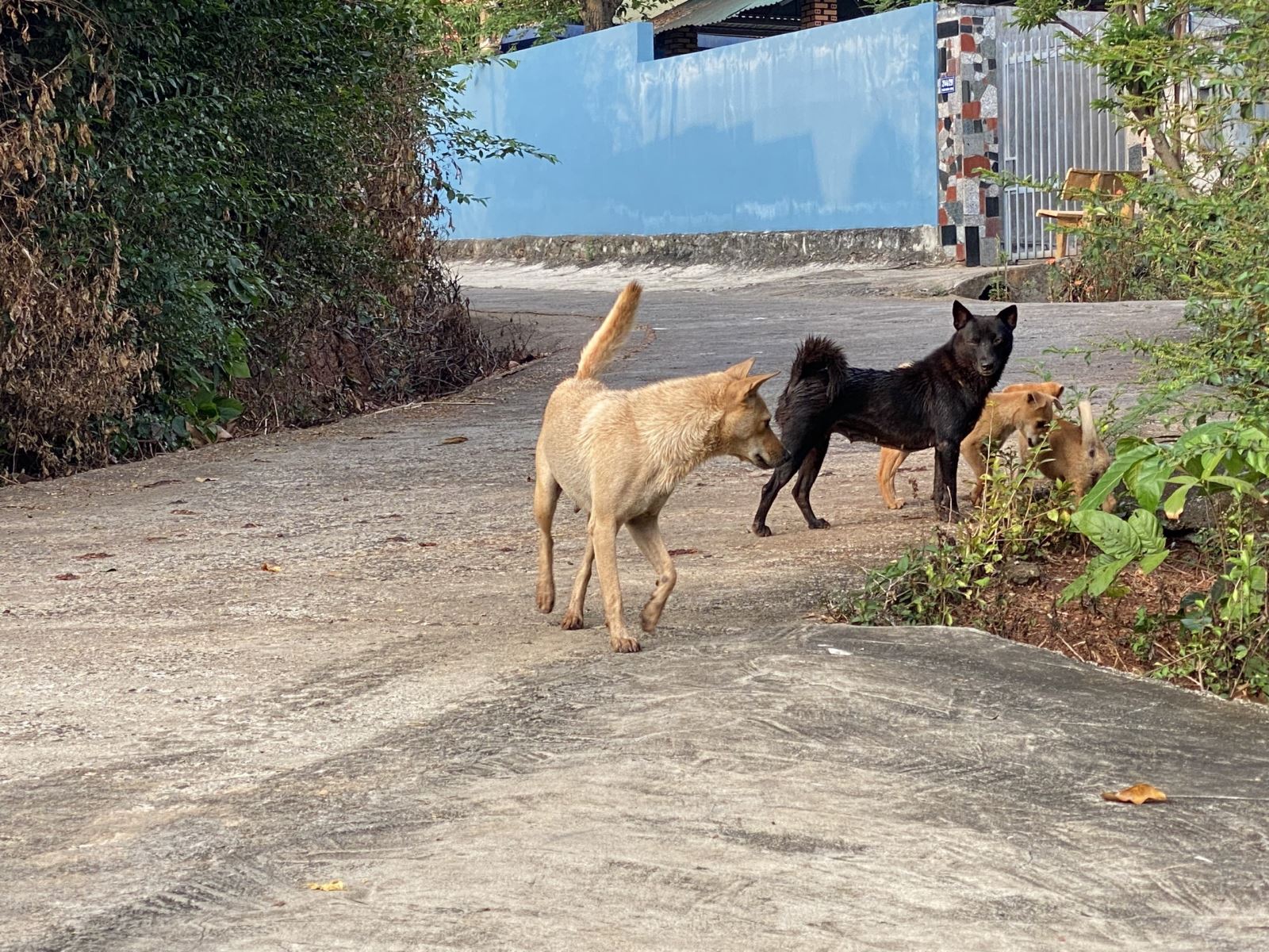 Lâm Đồng: Tăng cường triển khai biện pháp phòng, chống bệnh dại