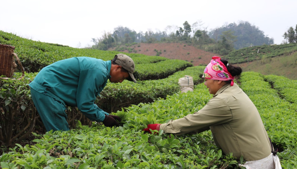 Ứng dụng công nghệ thúc đẩy phát triển ngành chè Sơn La