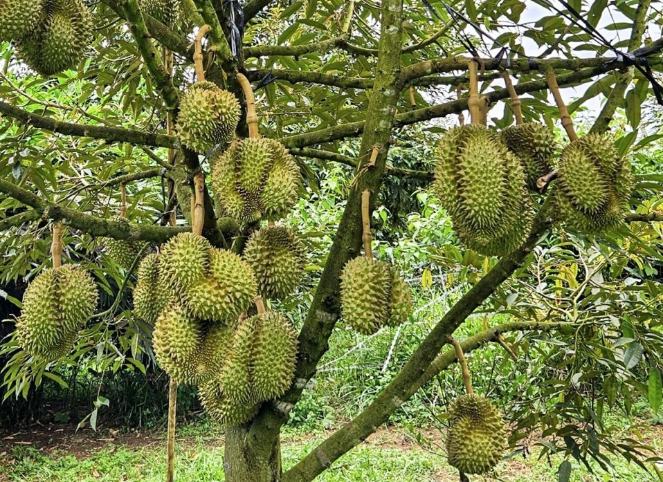 Đảm bảo chất lượng, phát triển ổn định cây sầu riêng ở Đồng Nai