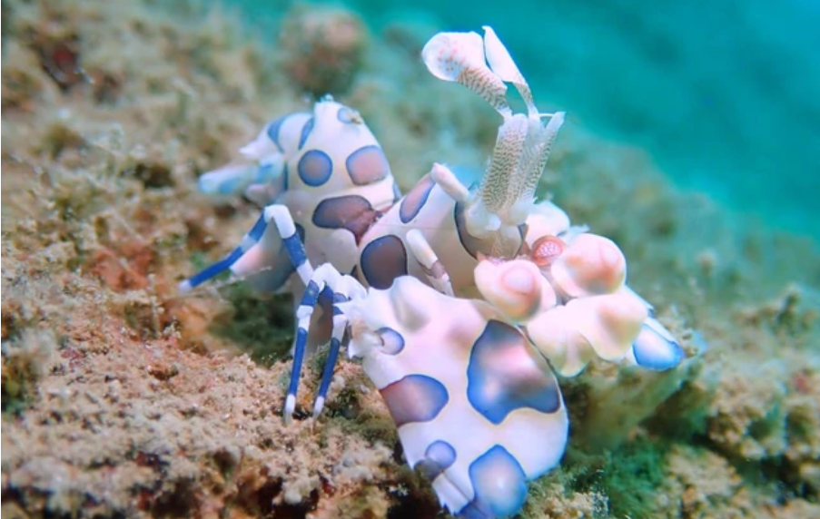 Ghi nhận gần 790 loài mới tại vùng Clarion-Clipperton