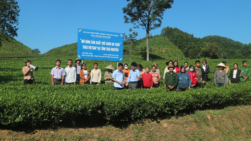 Thái Nguyên: Hơn 8.100ha cây trồng đạt tiêu chuẩn VietGAP