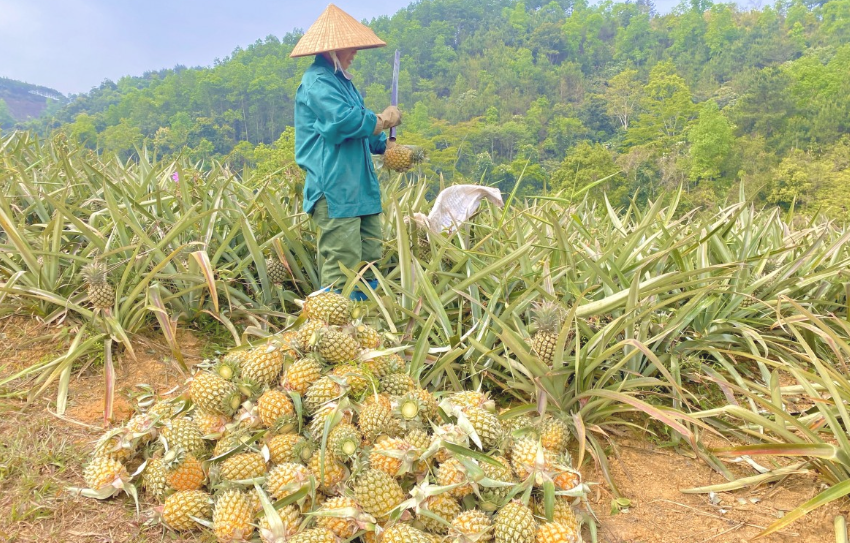Thúc đẩy sản xuất, mở rộng vùng trồng dứa Điện Biên