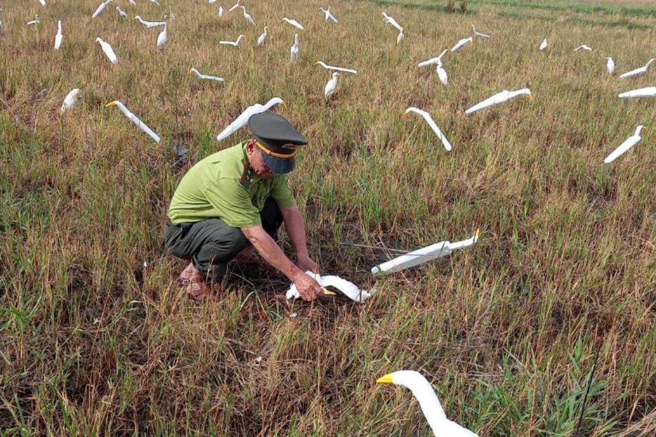 Nghệ An: Tăng cường kiểm tra, bảo vệ động vật hoang dã