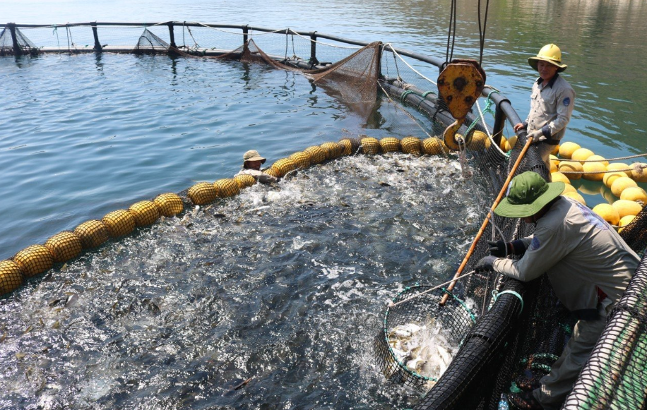 Quảng Ngãi: Tạo đột phá trong nuôi trồng, chế biến thuỷ sản