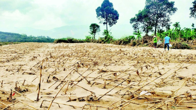 Đà Nẵng: Lập phương án thẩm định đồng ruộng bị cát bồi lấp để hỗ trợ kinh phí