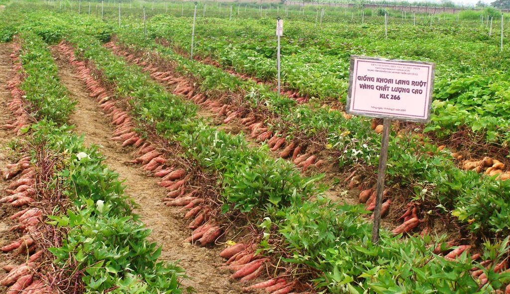 Bắc Ninh: Phấn đấu gieo trồng gần 92.000ha vụ Xuân 2026