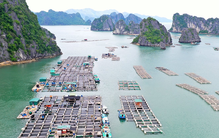 Bảo đảm khâu sản xuất và tiêu thụ nông lâm thủy sản