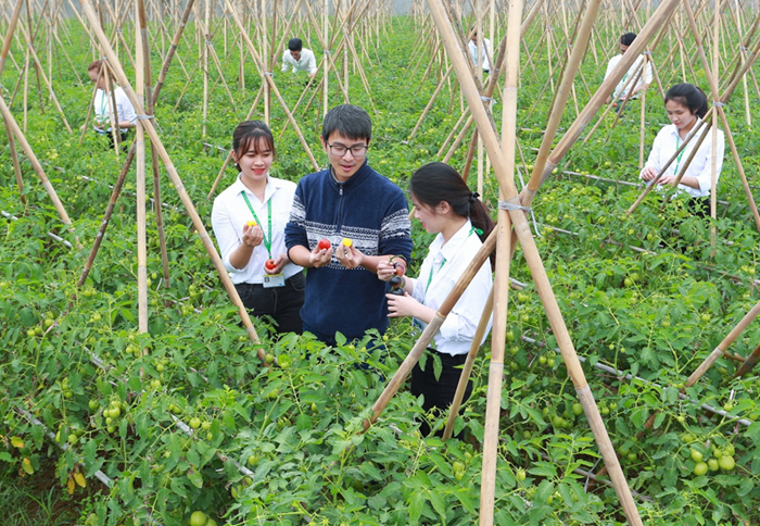Nội dung Phong trào thi đua đổi mới sáng tạo và chuyển đổi số