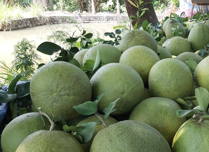 Mở rộng thị trường xuất khẩu cho trái bưởi 