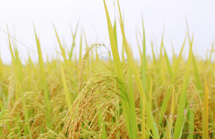 Bảo đảm vững chắc an ninh lương thực quốc gia trong mọi tình huống