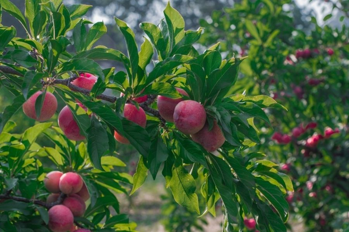 Yếu tố giúp nông nghiệp tiếp tục khẳng định vị thế và bứt phá