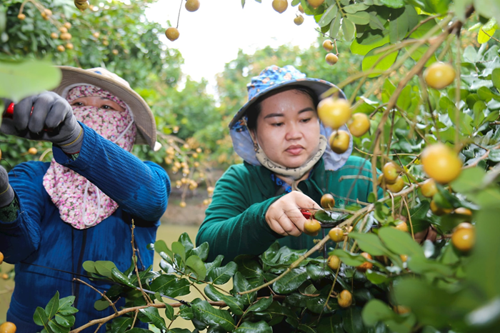 Tình hình sản xuất nông lâm thủy sản và công nghiệp 5 tháng đầu năm