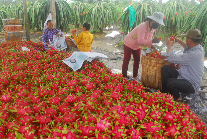 Không để tình trạng ùn tắc hàng hóa, nông sản tại các cửa khẩu