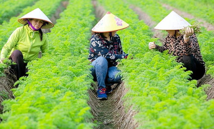 Điều chỉnh cơ chế tiền vay khuyến khích sản xuất nông nghiệp hữu cơ, tuần hoàn