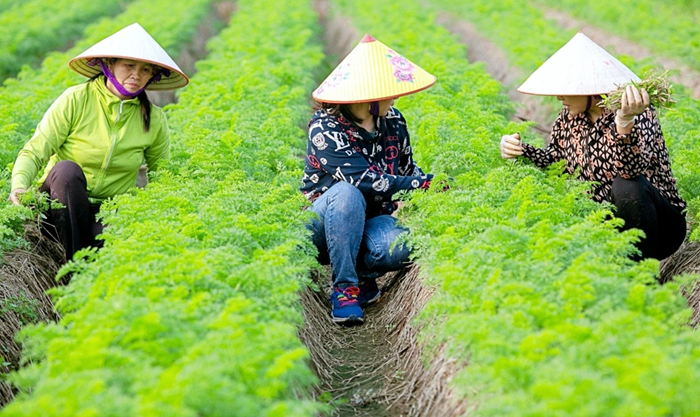 FAO: Việt Nam là quốc gia năng động, tích cực trong chuyển đổi nông nghiệp bền vững