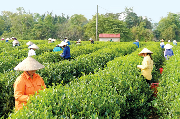 Phát triển kinh tế tư nhân: Trên 16.000 doanh nghiệp thành lập mới trong tháng 7/2025