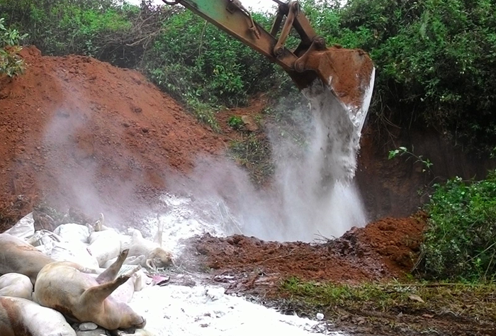 Nguyên nhân khiến dịch tả lợn châu Phi chưa thể kiểm soát, nguy cơ bùng phát
