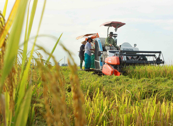 Tiếp tục hoàn thiện thể chế chính sách xây dựng vùng chuyên canh trồng lúa
