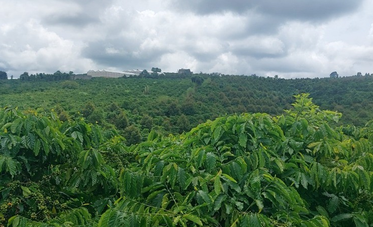 HTX Dịch vụ Nông nghiệp tổng hợp Bắc Tân Hà – Grou’p Lâm Đồng – Thúc đẩy liên kết sản xuất