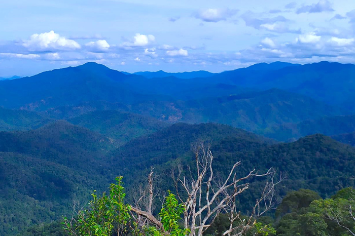 Bảo vệ rừng – “Bể chứa carbon lớn nhất của tự nhiên”