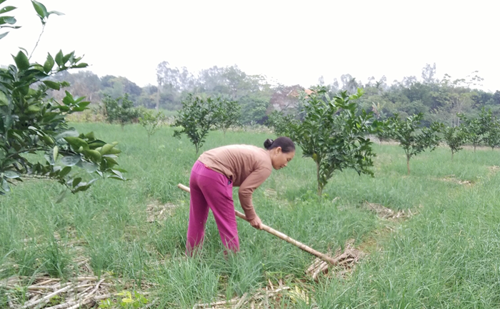 Lồng ghép xây dựng nông thôn mới và giảm nghèo bền vững thành một Chương trình