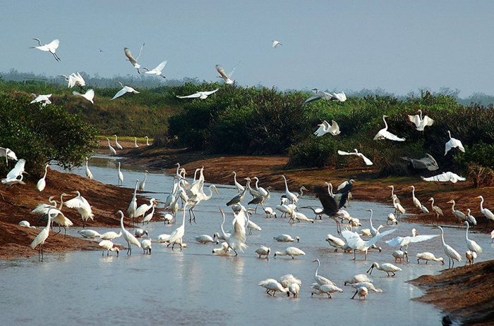 Các loài nguy cấp, quý hiếm được quản lý thế nào?