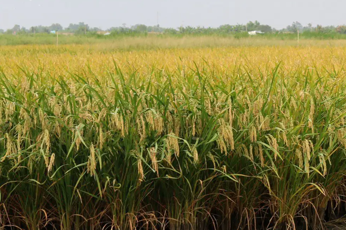 Đề án 1 triệu ha lúa chất lượng cao: Giải pháp đột phá giúp phát triển ổn định bền vững