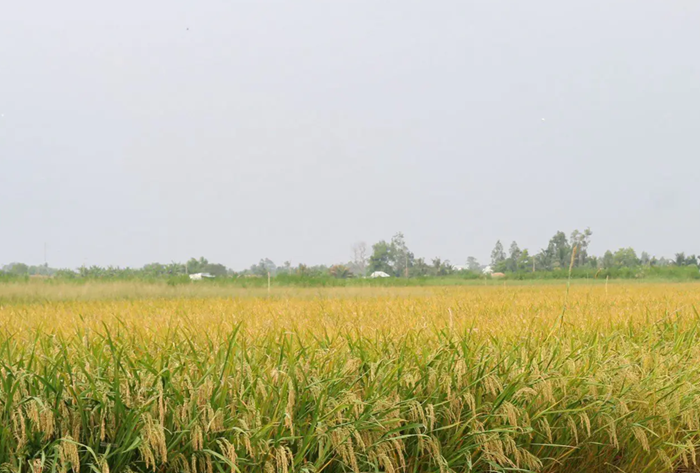 Điểm sáng trong triển khai Đề án lúa chất lượng cao, phát thải thấp