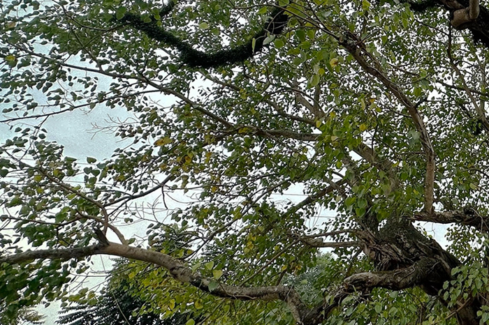 Hải Phòng: Bồ đề hơn 300 năm tuổi được công nhận Cây Di sản Việt Nam