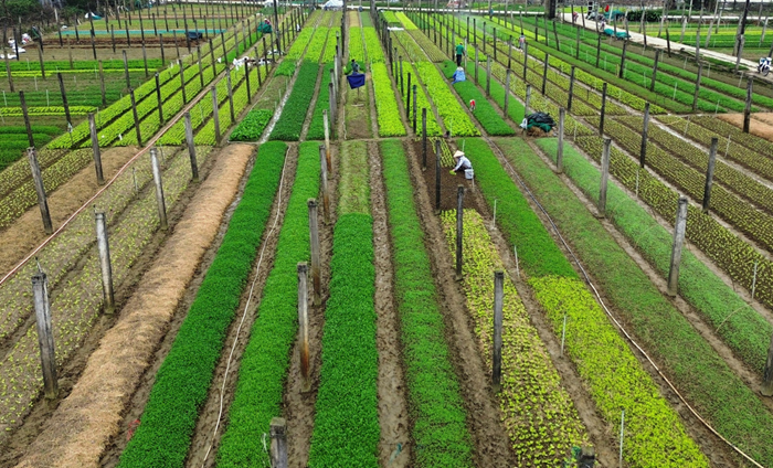 [Infographic] Sản xuất nông, lâm, thủy sản 9 tháng năm 2025