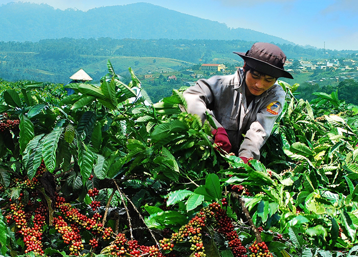 Bộ Nông nghiệp và Môi trường nêu 4 định hướng hợp tác nông nghiệp Việt Nam - Australia