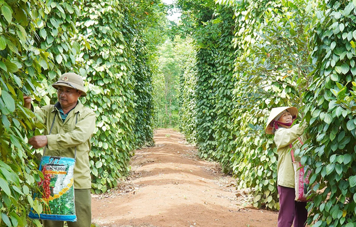 Nâng cao giá trị cây trồng chủ lực khu vực Nam Trung Bộ và Tây Nguyên