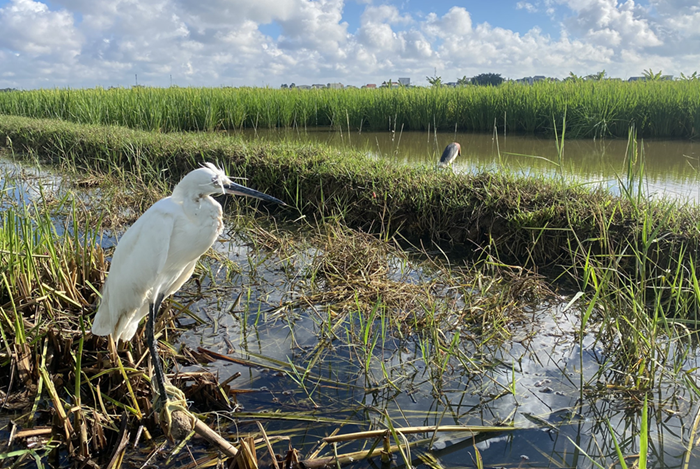 Tăng cường kiểm tra việc chấp hành quy định pháp luật về bảo vệ động vật hoang dã