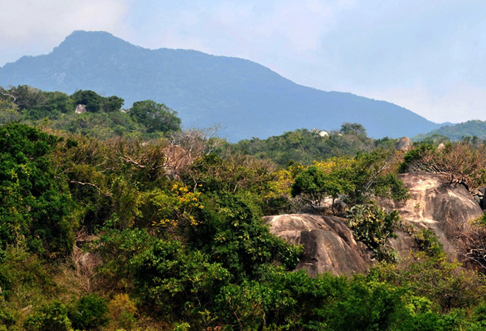 Mã số định danh lô rừng - giải pháp thương mại hóa tín chỉ carbon