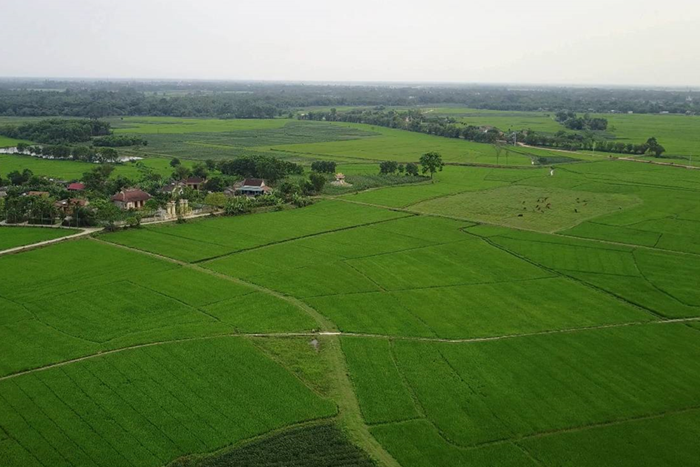 Nguy cơ bùng phát dịch hại trên cây lúa khu vực đồng bằng sông Cửu Long