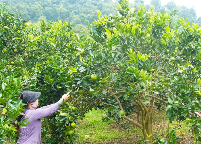 Phát triển chuỗi giá trị xanh và vùng nguyên liệu đạt chuẩn phục vụ xuất khẩu