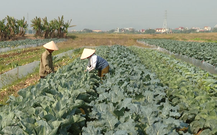 Kế hoạch triển khai Đề án sản xuất giảm phát thải trong lĩnh vực trồng trọt