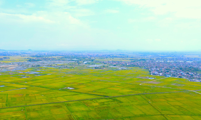 Nhiều chính sách hỗ trợ vùng trồng lúa