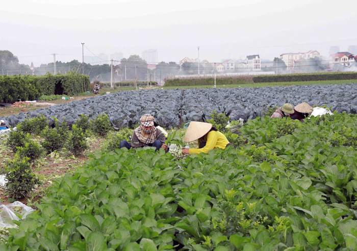 Sửa đổi chính sách về hợp tác, liên kết sản xuất, tiêu thụ sản phẩm nông nghiệp