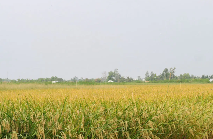 Infographic: Sản xuất nông, lâm nghiệp tháng 11 và 11 tháng năm 2025