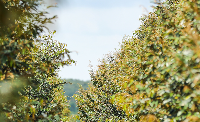 Thị trường carbon: Công cụ chuyển đổi mô hình tăng trưởng phát thải thấp