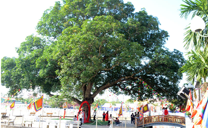 Muỗm “khổng lồ” hơn 300 năm tuổi được công nhận Cây Di sản Việt Nam